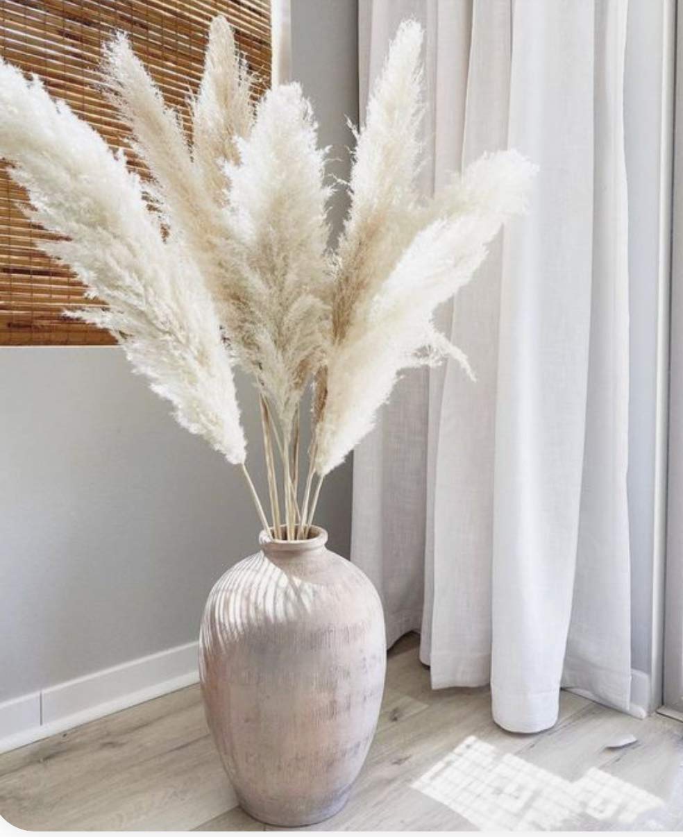 Buy Pampas Grass Large White. White Pampas Grass. Fluffy Type. (3 pcs