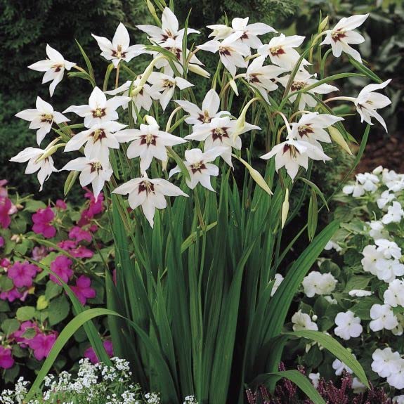Acidanthera - Abyssinian Gladioli - Peacock Orchid - 10, 25 or 50 Bulbs (25)