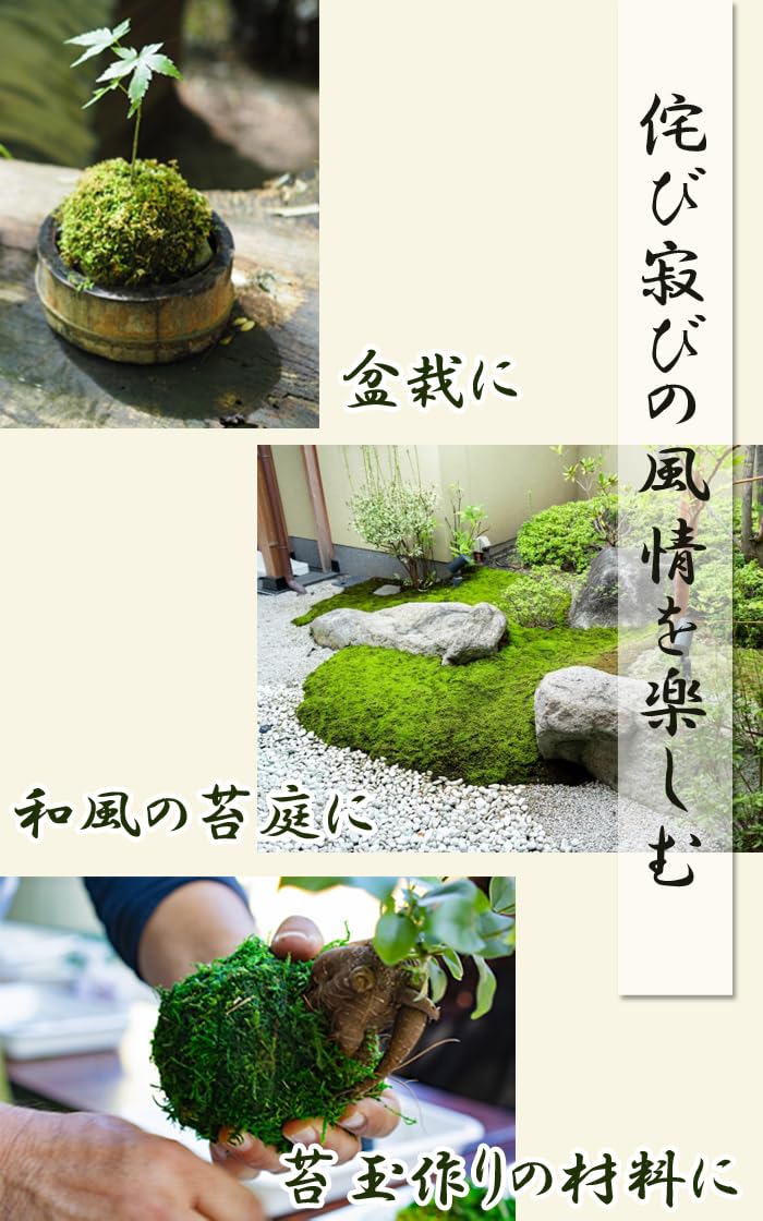 Amazon.co.jp: ヤマゴケ 山苔 55×35cmトレー入り 苔テラリウム