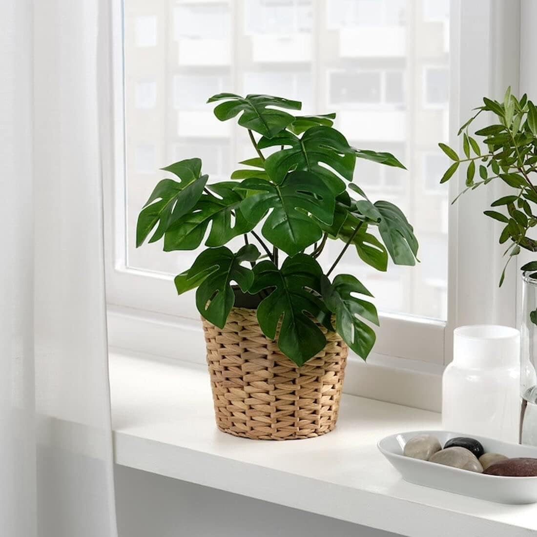 indoor split leaf philodendron Monstera Plant, Split Leaf Philodendron For Sale & Care Tips Medium / Eco Pot / Earl Grey