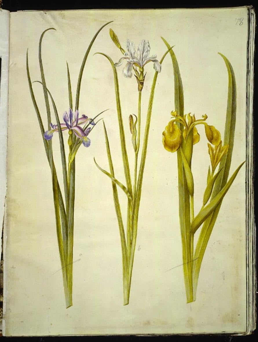 Impression Tableaux Graffiti Iris Graminea Holtzbecker Toile Murale Haute Qualité - 5