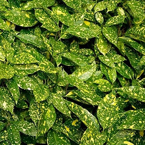 SPB. AUCUBA variegata Commonly Known as Spotted Laurel or Gold Dust Plant. (2)