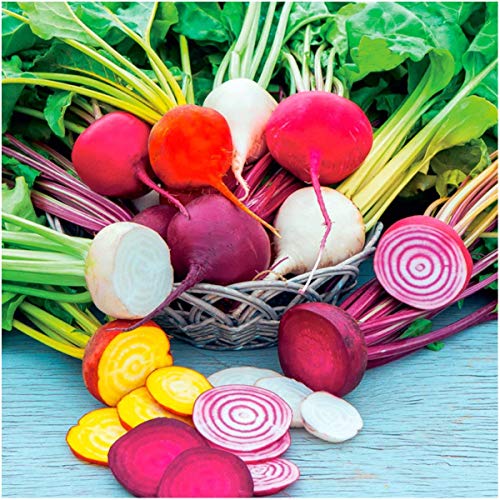 Seed Needs, Rainbow Beet Mixture (Beta vulgaris) Bulk Pack of 1,500 Seeds Non-GMO Seed Needs, Rainbow Beet Mixture (Beta vulgaris) Bulk Pack of 1,500 Seeds Non-GMO