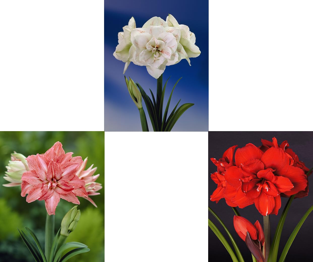 Generisch 3er Set riesengroße XXL Amaryllis (Zwiebelgröße 34/36