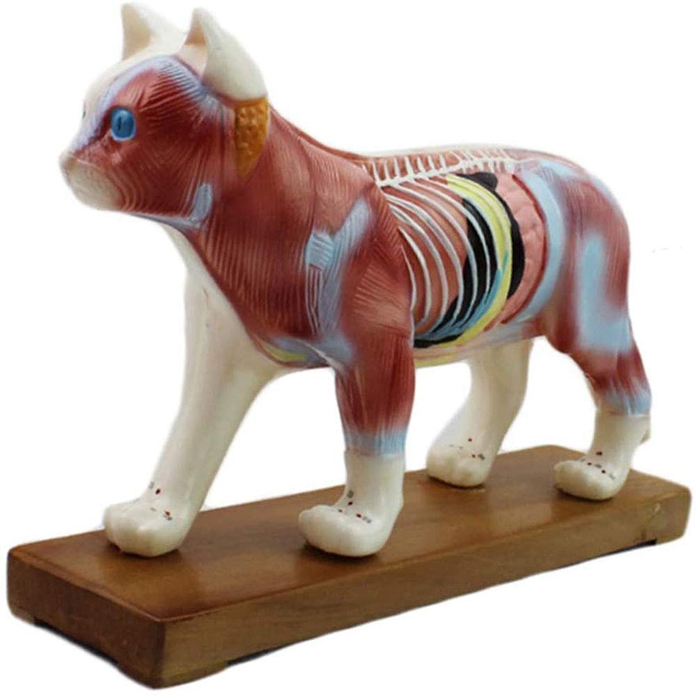Modèle d'anatomie et acupuncture du chat AMITD en PVC pour étudiant vétérinaire