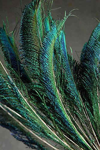 Peacock Swords Natural Feathers 15