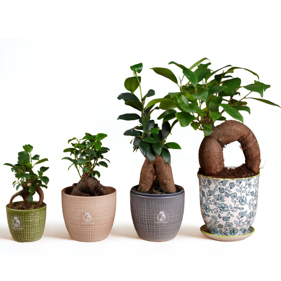 Ficus Ginseng Bonsai Tree – Live Baby Ficus Microcarpa in Nursery Pot – Indoor Plant for Home or Office – Perfect for Plant Lovers (6 cm Pot)