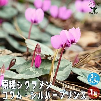 61f1BN6YALL._AC_UF350,