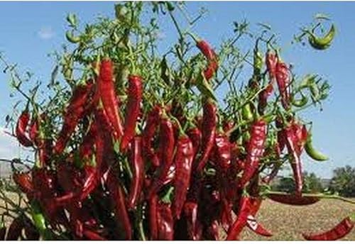 Semillas de chile guajillo (paquete de 40 semillas)