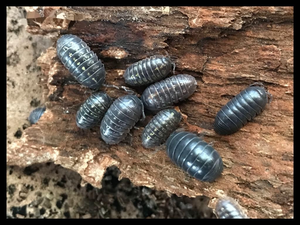 Vulgare Isopods (Qty-100), Roly Polys, for Amphibian/Reptile/Invertebrate Bioactive Habitats, by Critters Direct