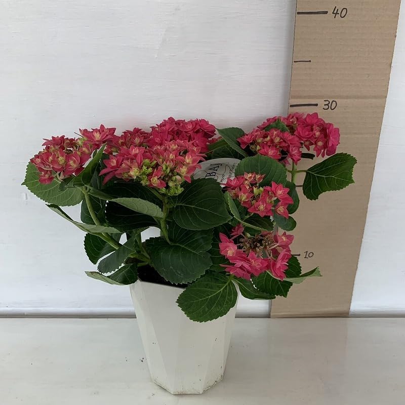 Amazon.co.jp: Hydrangea Francy Hydrangea Hydrangea No. 4.5 Potted Amazon.co.jp: Hydrangea Francy Hydrangea Hydrangea No. 4.5 Potted