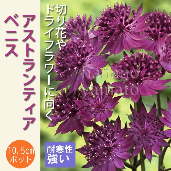 Amazon.co.jp: 宿根草 苗 アストランティア ベニス 10.5cmロング