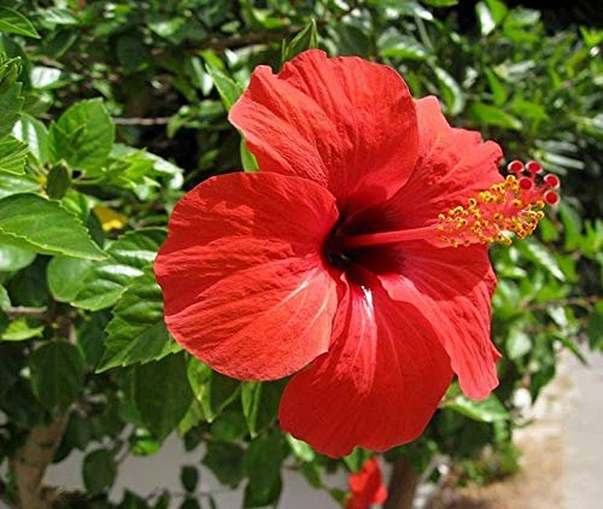 Live Green Plant Seeds |Hibiscus (Gudhal) Plant Seeds For Garden (20 Seeds Pack) (B099KDV3XC) Amazon Price History, Amazon Price Tracker
