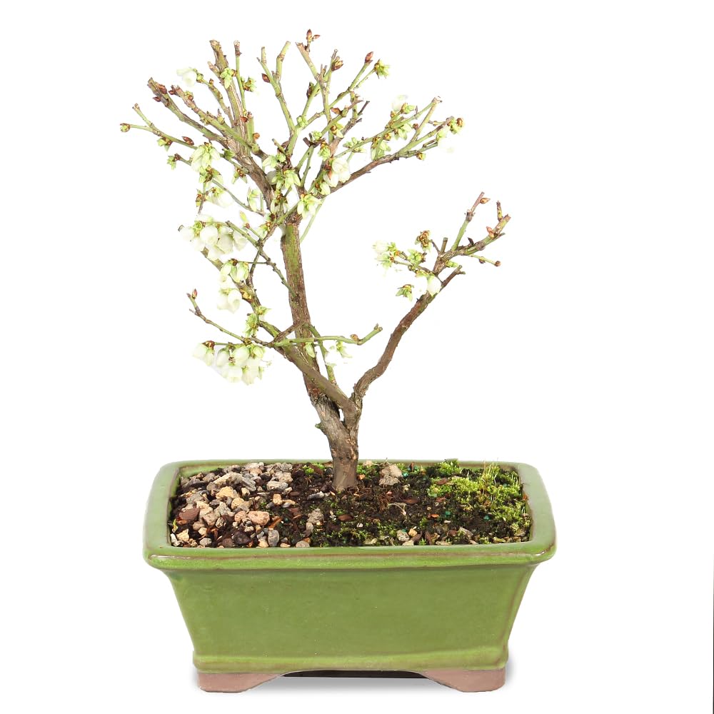 Brussel's Bonsai Live Dwarf Blueberry Bonsai Tree