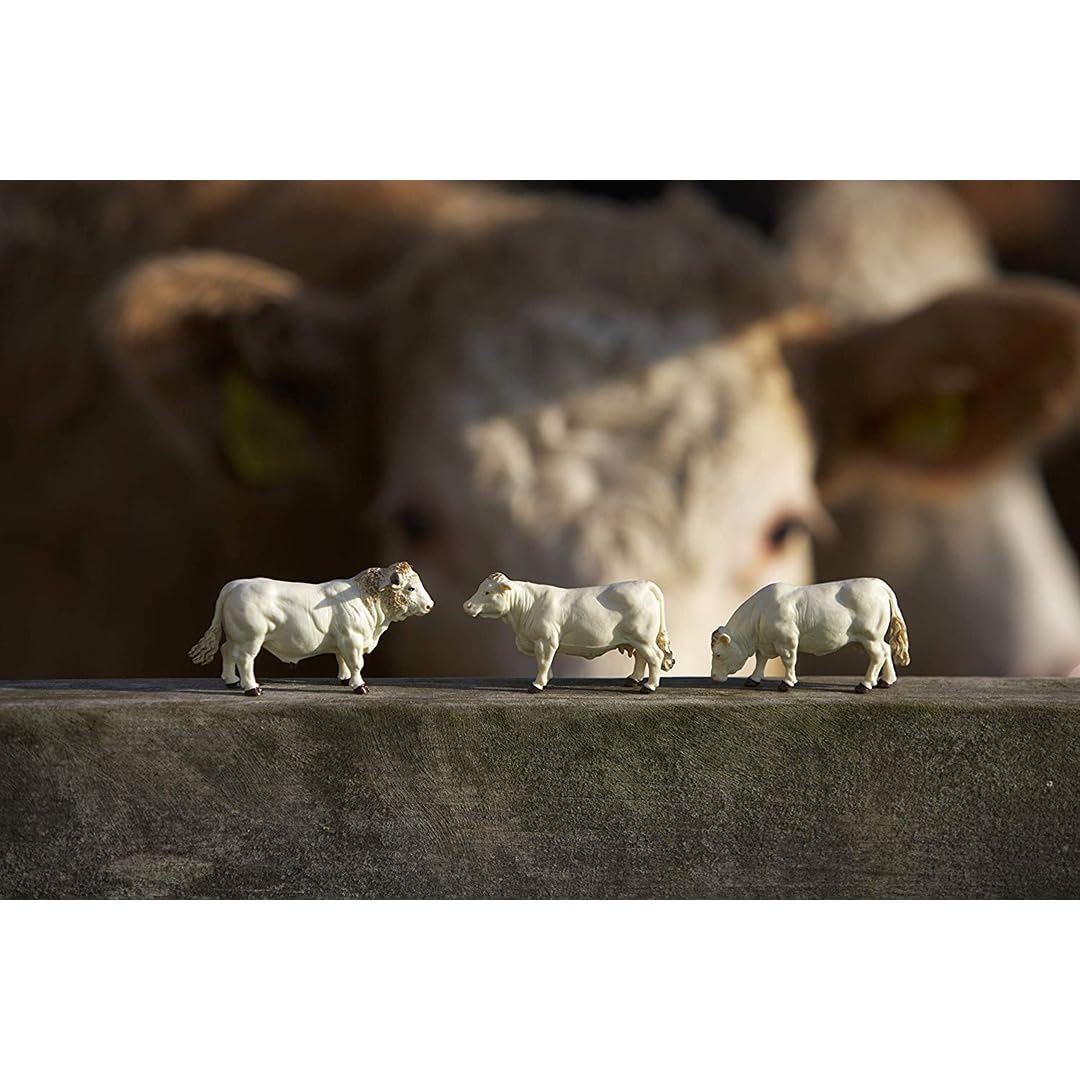 Simmental/Charolais Cows