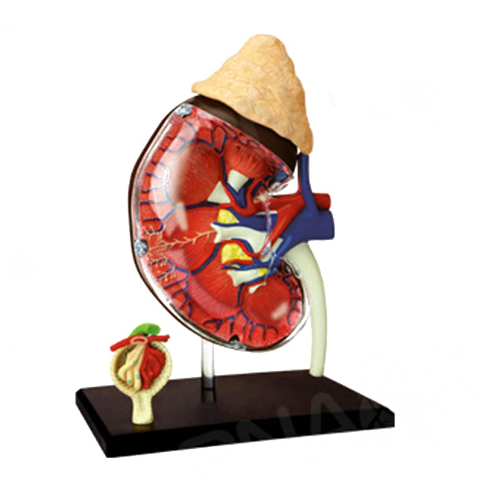 Modelo de anatomía de riñón Humano, Modelo anatómico de tamaño Natural, órganos y Partes del Cuerpo Desmontables, Modelo de enseñanza médica for educación médica.