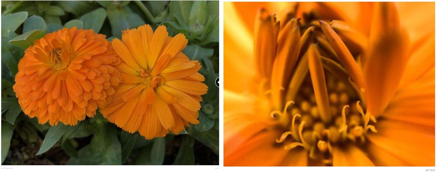 Olloclip 3-in-1 Essential Lens Kit Includes Telephoto 2X + Fisheye + Macro15x - Compatible with iPhone 11 Pro Smartphone + Selfie Bluetooth Remote