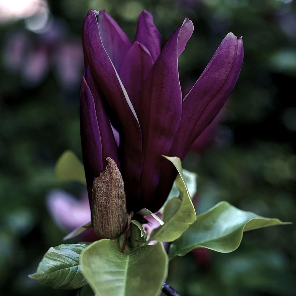 YouGarden Magnolia 'Genie', Established Plant in 2L Pot, Ready to Plant, Perfect for Cottage Gardens