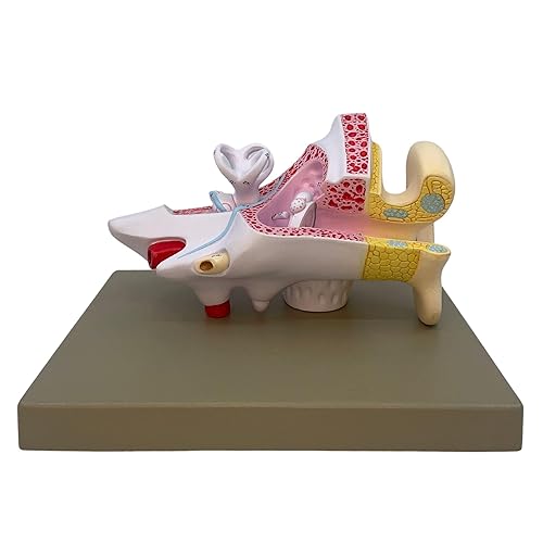 Miniatura 2 de EISCO Labs Modelo anatómico detallado del oído humano, 2 veces ampliado, herramienta educativa de 3 partes para estudios de audiología y anatomía