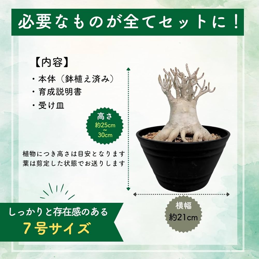 K*K様 アデニウム（Aラベル）　大株　塊根植物　砂漠のバラ　多肉植物 61tdiueRNbL._UF350,350_QL80_.jpg