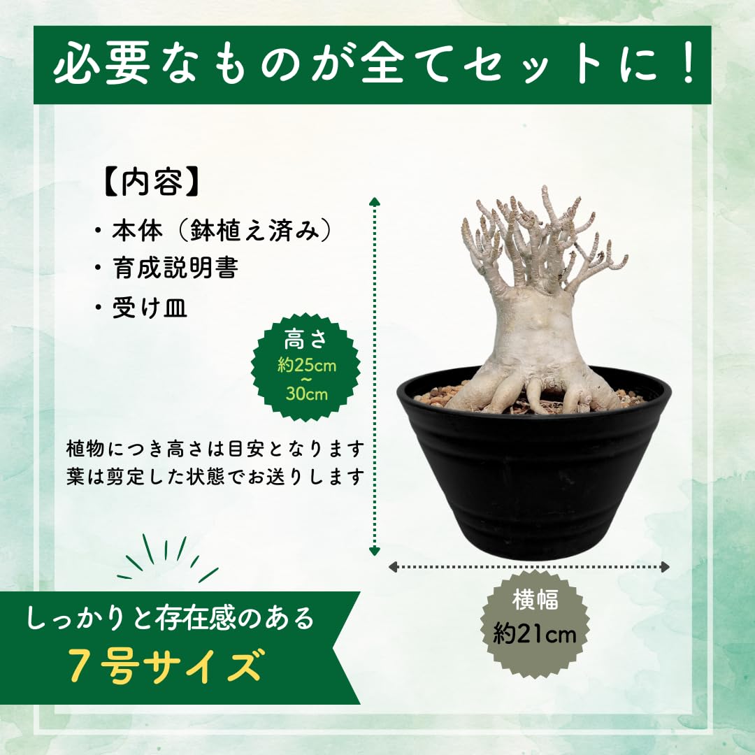 Amazon｜アデニウム アラビカム 鉢植え 砂漠のバラ デザートローズ 
