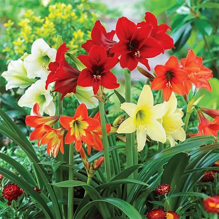 Seeds DL Amaryllis Lily Flower Bulbs Standard Size Multi QTY Pack (2 Bulbs)