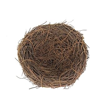 天然 希少 鳥の巣 インテリア ハタオリドリ科 オス 天然 希少 鳥の巣 インテリア ハタオリドリ科 オス