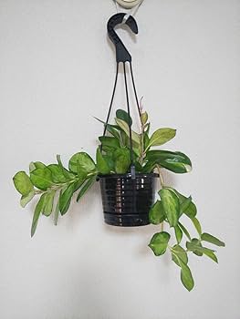 レア　ホヤ　Hoya Brevialata 大苗　サクララン レア ホヤ Hoya Brevialata 大苗 サクララン