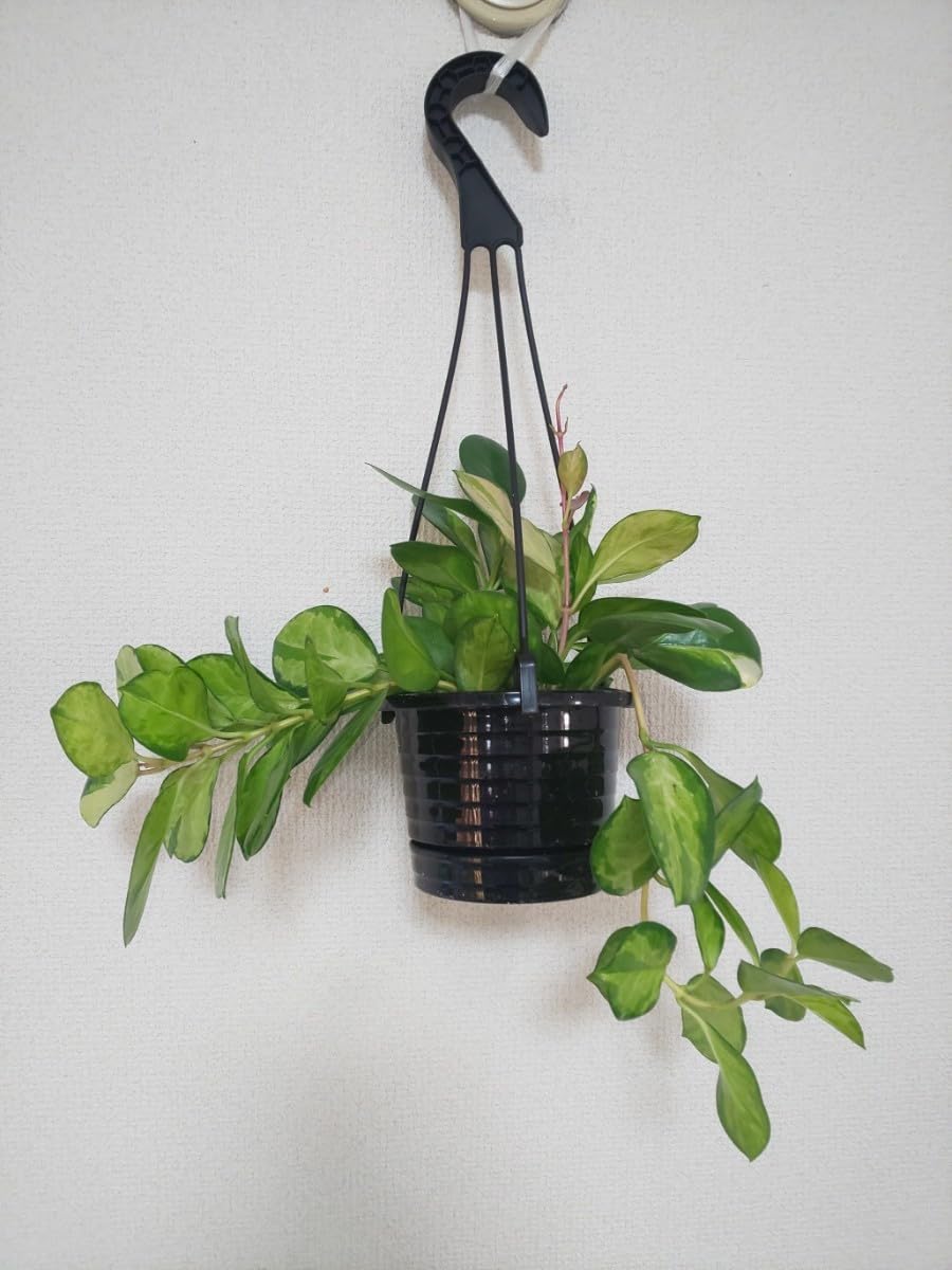 ホヤオーストラリスリサ　Hoya Australis Lisa　希少 抜き苗 ⑥ Amazon.co.jp: オーストラリス リサ Hoya australis Lisa ホヤ 観葉