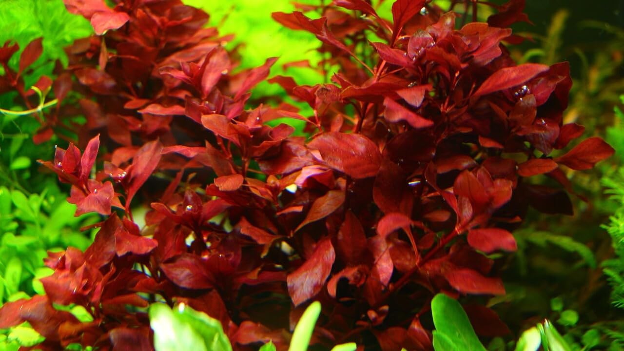 LUGWIGIA REPENS Diamond RED - Beautiful RED Tall Shrimp Safe Healthy Tropical Plants (10)