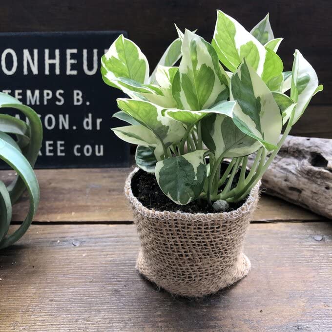 Amazon｜ポトス エンジョイ 3号 観葉植物 デスクに 斑入り｜観葉植物