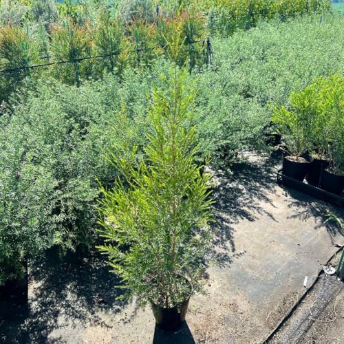 メディカルティーツリー」の人気商品一覧 | 安い商品を通販サイトから