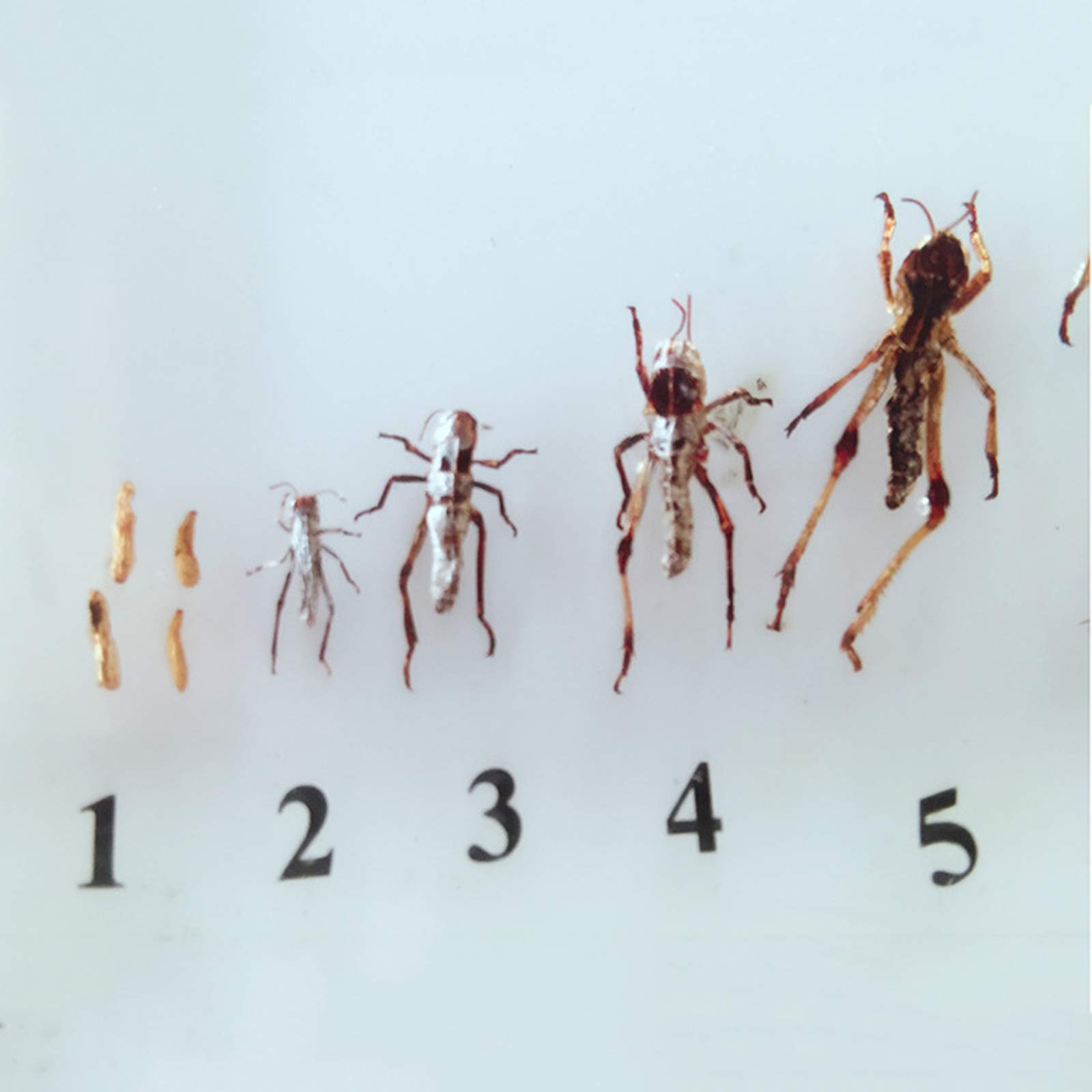 128mm】ザ草食動物の優しそうな顔をしたオウサマボウバッタ 標本 直翅類