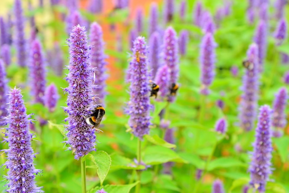 Anise Hyssop 100 Seeds, Agastache -Scented,Long Blooming,Upright Perennial