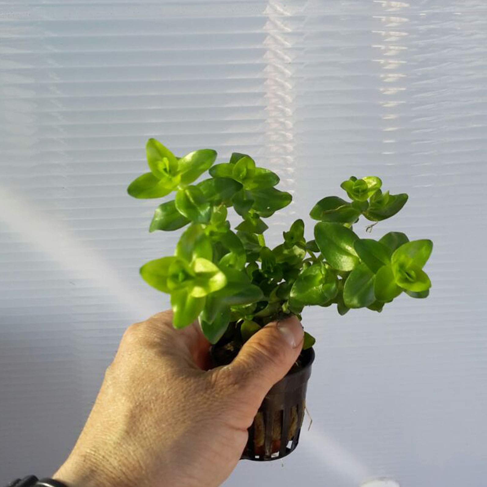 PLANTA DE ACUARIO BACOPA CAROLINIANA