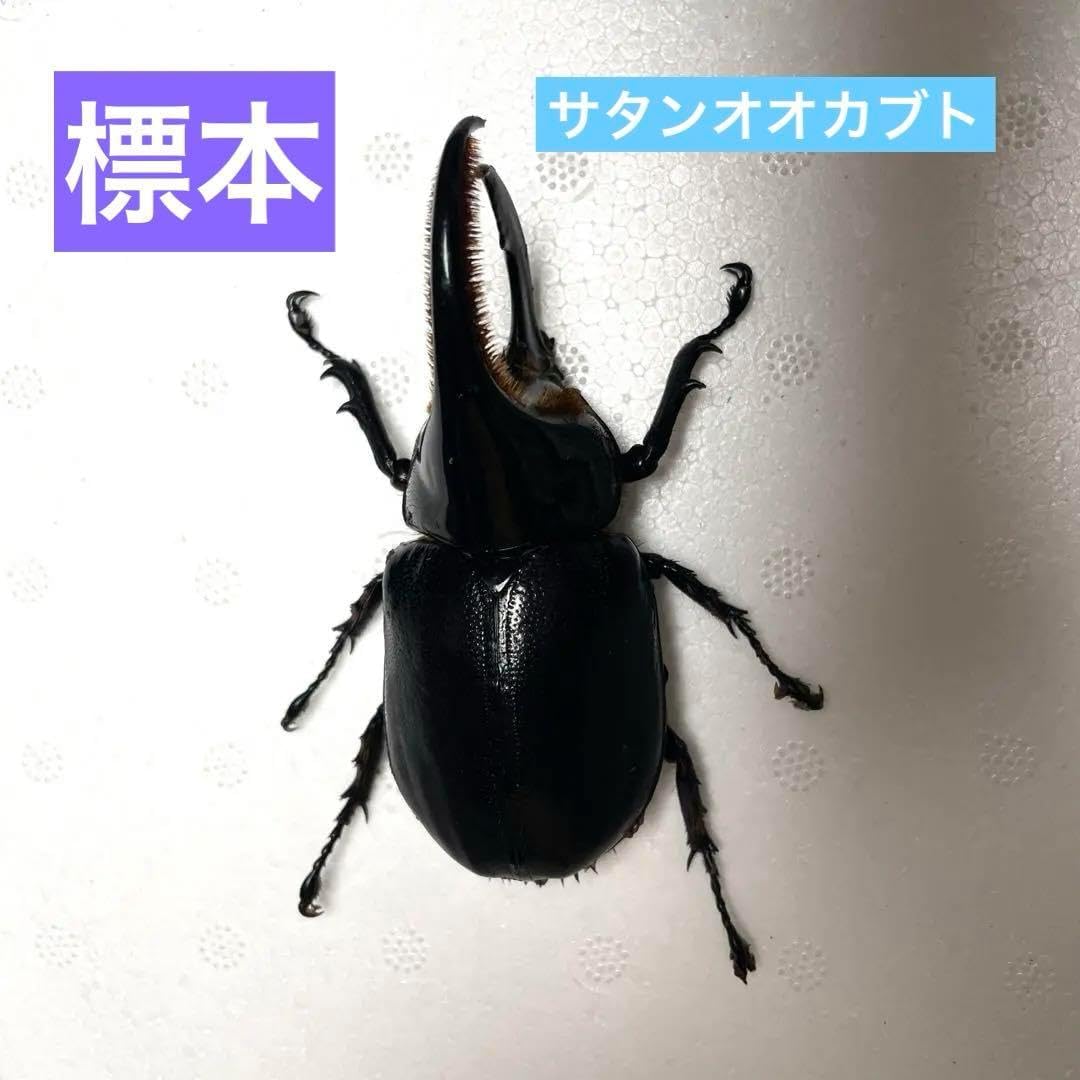 昆虫標本 サタンオオカブト