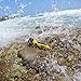Dorcy 41-2524 2 pk Floating LED Flashlight with Carabineer Clip, 150 Lumens, Yellow