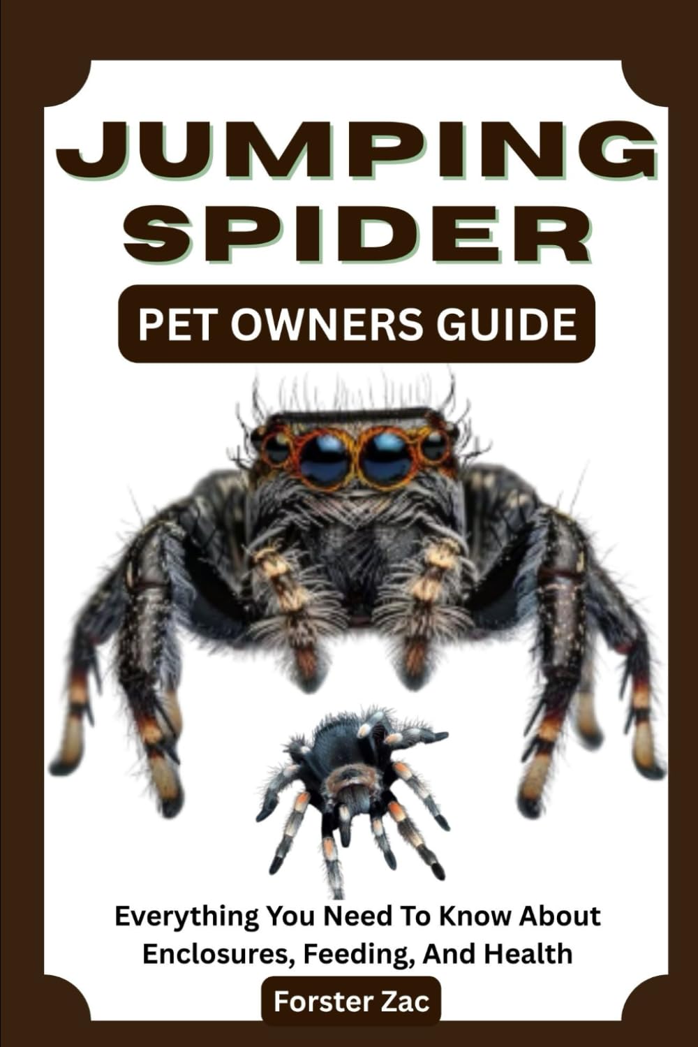 JUMPING SPIDER PET OWNERS GUIDE: Everything You Need To Know About Enclosures, Feeding, And Health