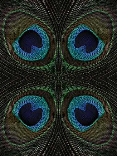 Toile imprimée Peacock Feather Quartette 60x80 cm pour décoration murale