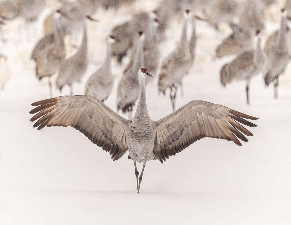 King 47x36 Huge Unframed Art Print Poster Ready for Framing by Wang, Qingsong