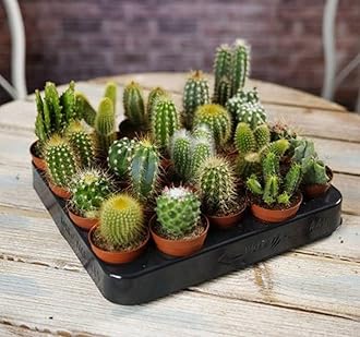OhhSome Indoor Home Plant Assorted Cactus (Pack Of 6) Live - Balcony|Bedroom|Balcony Garden|Decoration (Healthy Plant)