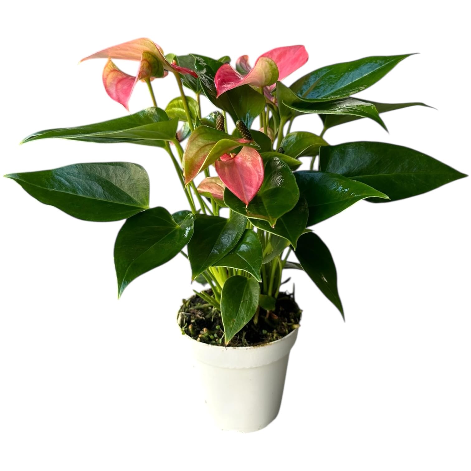 Anthurium Pink Matata 12-14 inch