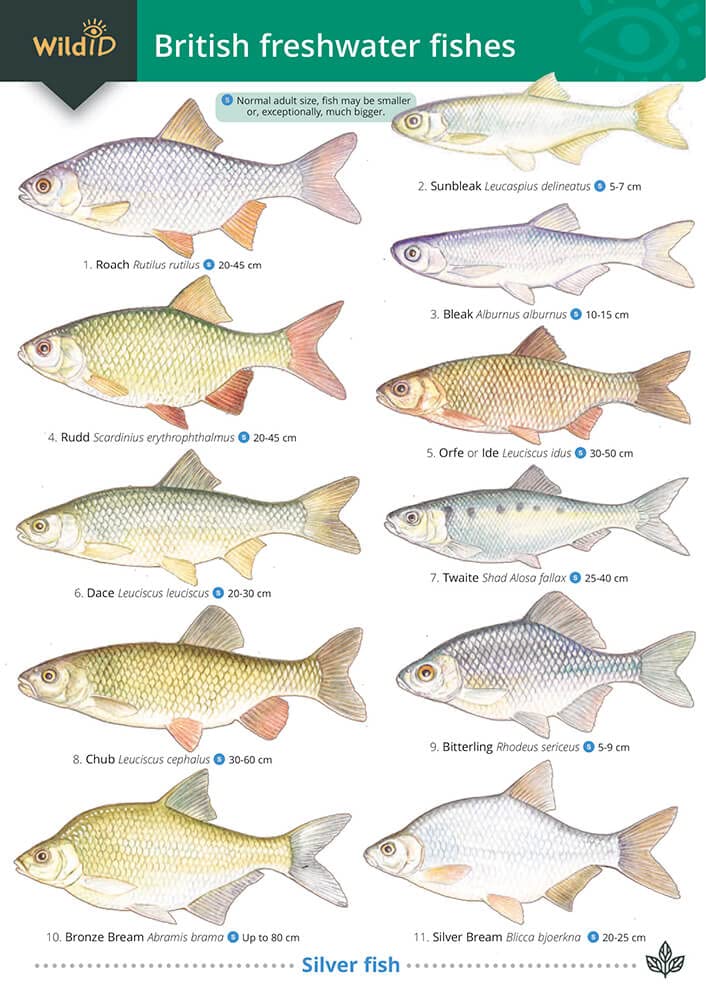 Guide to British Freshwater Fishes Wall Chart – Big Book, 1 December 2006