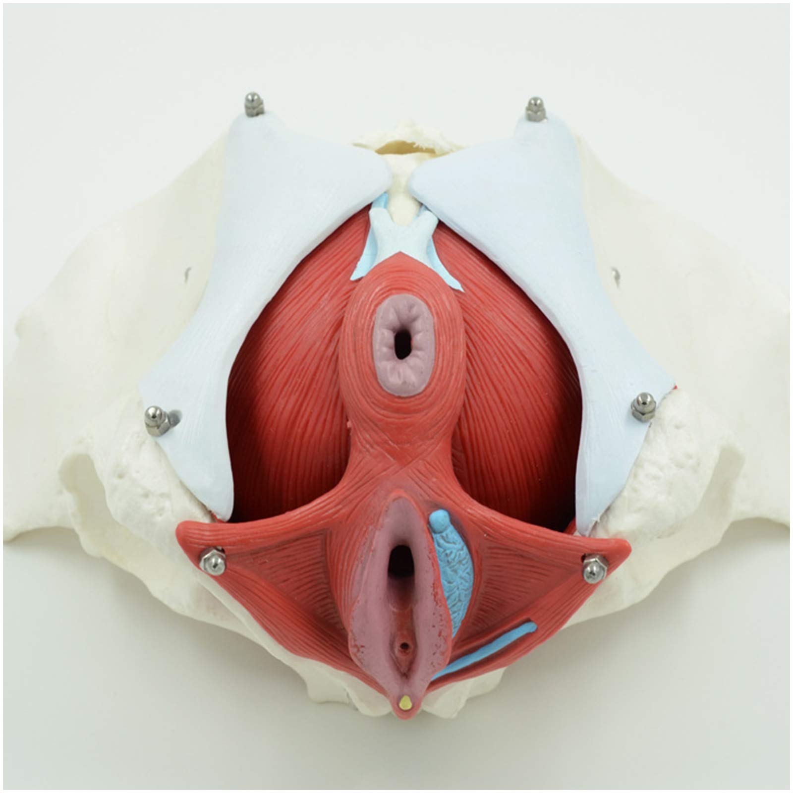 Rozmiar Życia Kobieca Miednica Model Anatomii Model Narządów Miednicy: Medyczna Miednica Anatomiczna Obejmuje Macicę, Okrężnicę I Pęcherz Do Nauczania Nauczania
