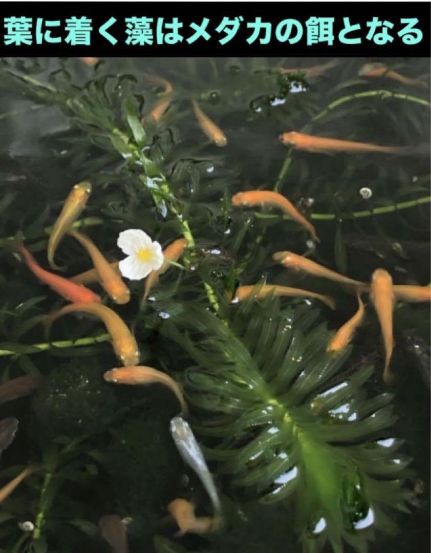アナカリス(psb 光合成細菌 ホテイアオイ ホテイ草 金魚藻 モス アナカリス(psb 光合成細菌 ホテイアオイ ホテイ草 金魚藻 モス
