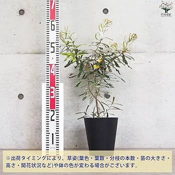 Amazon.co.jp: バンクシア オブロンギフォリア 5号鉢 1個売り