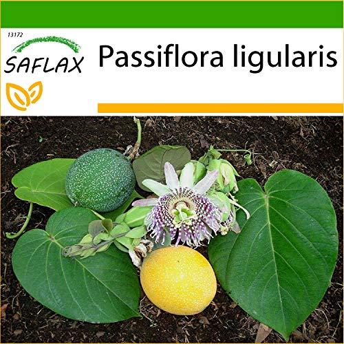 SAFLAX - Granadilla - 20 semillas - Con sustrato estéril para cultivo - Passiflora ligularis