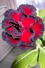 Wonderful Healthy Live Plant "Maroon Red Adenium" Flower Tree || For Home Garden Outdoor & Indoor Plant.