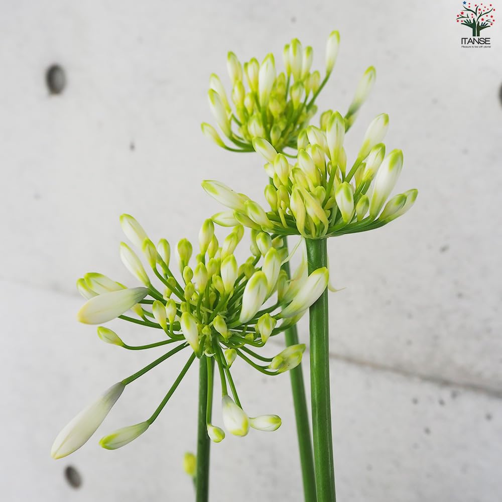 Amazon.co.jp: アガパンサス エニグマ 5号鉢 1個売り【品種で