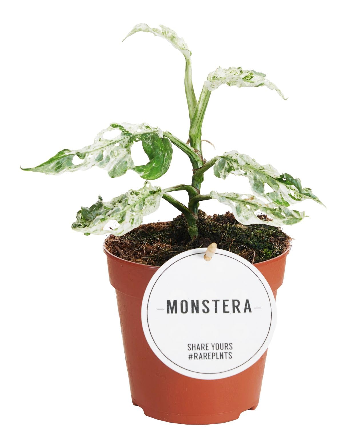 Monstera - Fensterblatt (Monstera Frozen Freckles) - Hhe: 25 cm - von  Botanicly : Amazon.de: Garten